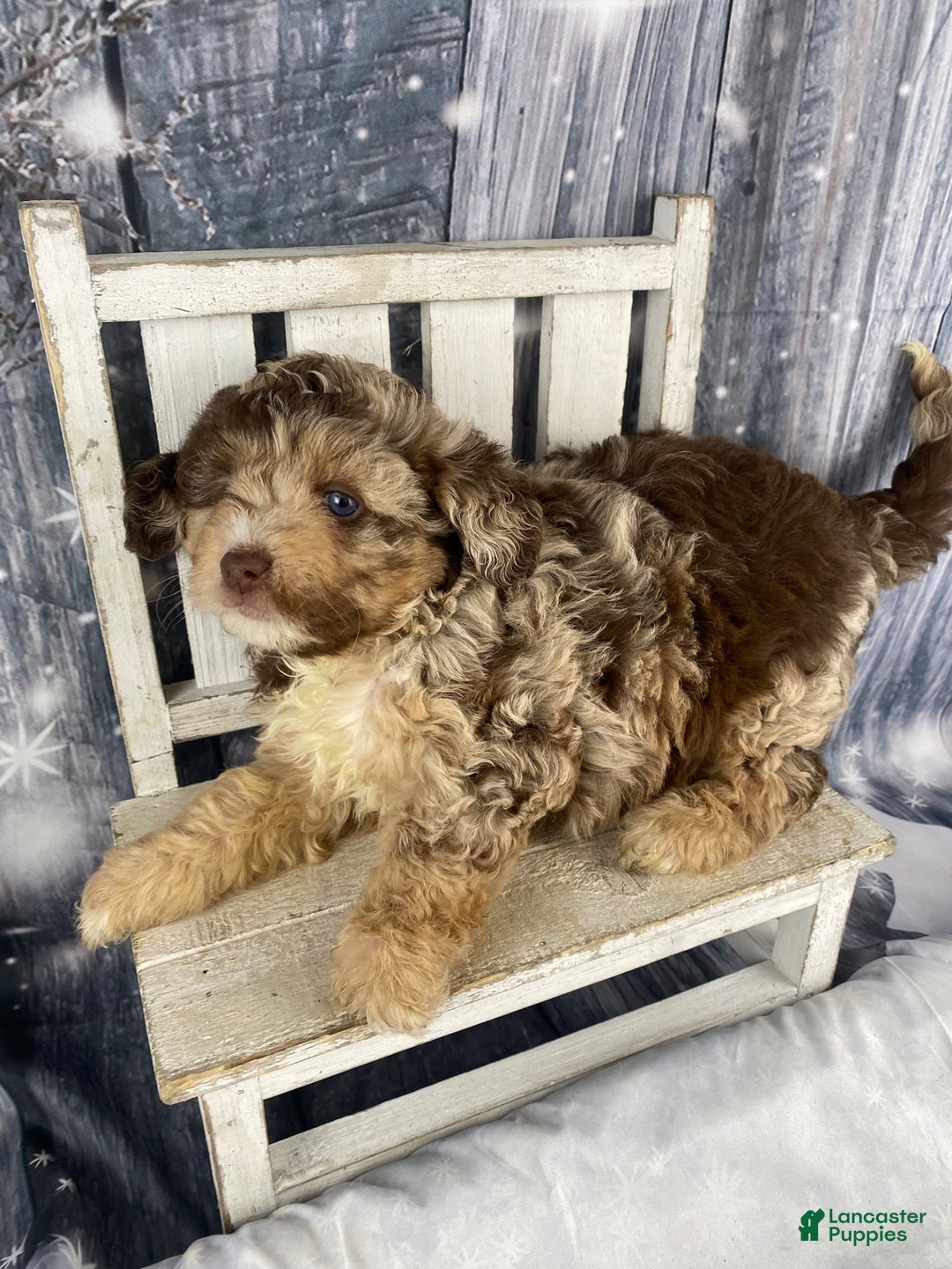 Mini Aussiedoodle dogs for sale: Indy - Ad 3