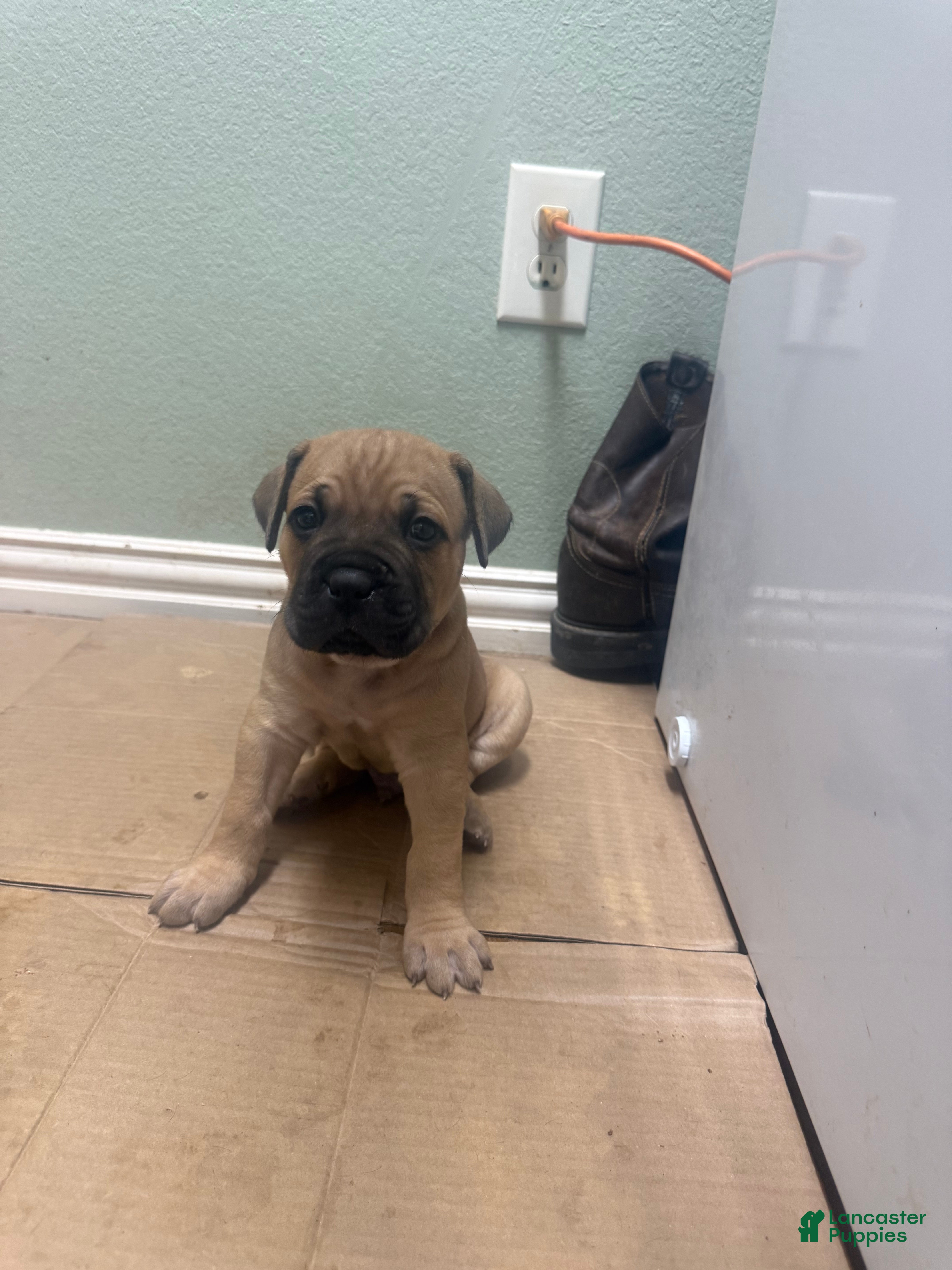 Cane Corso dogs Cane Corso 5 - Ad 42