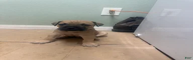Cane Corso 5