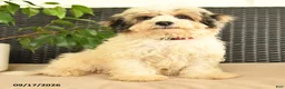 Maltipoo dogs for sale: Boomer  - Ad 3