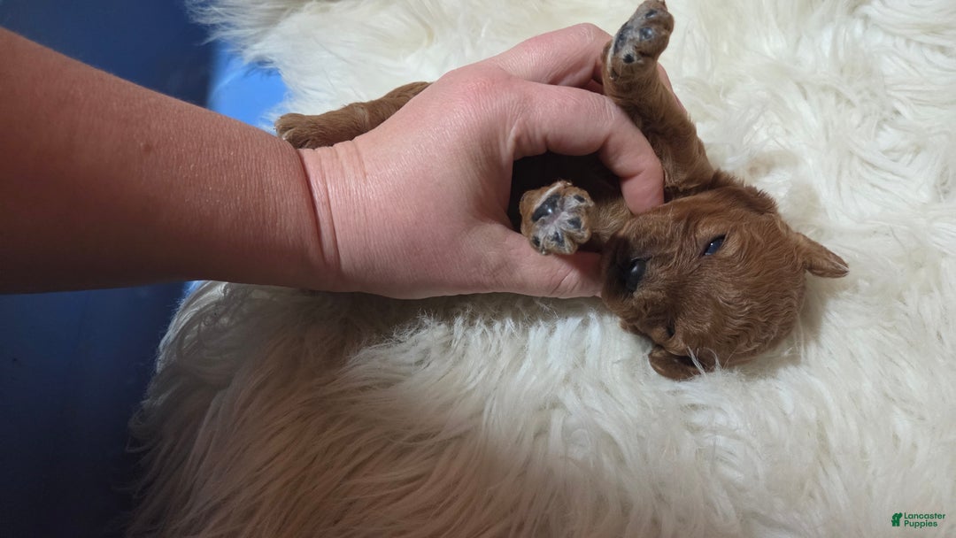 Cavapoo dogs for sale: Hadley  - Ad 7