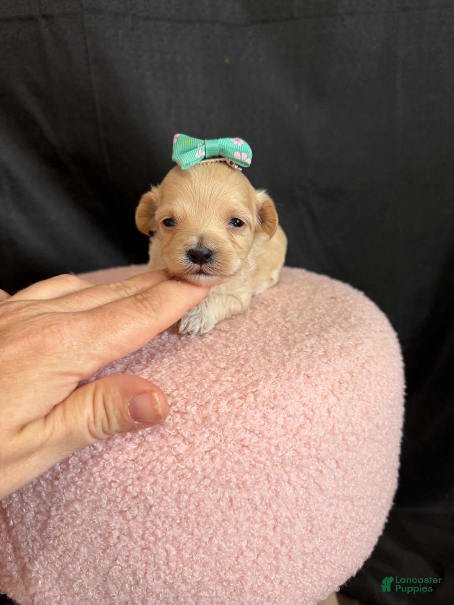 Maltipoo dogs for sale: Maltipoo! Turquoise Bow! - Ad 3