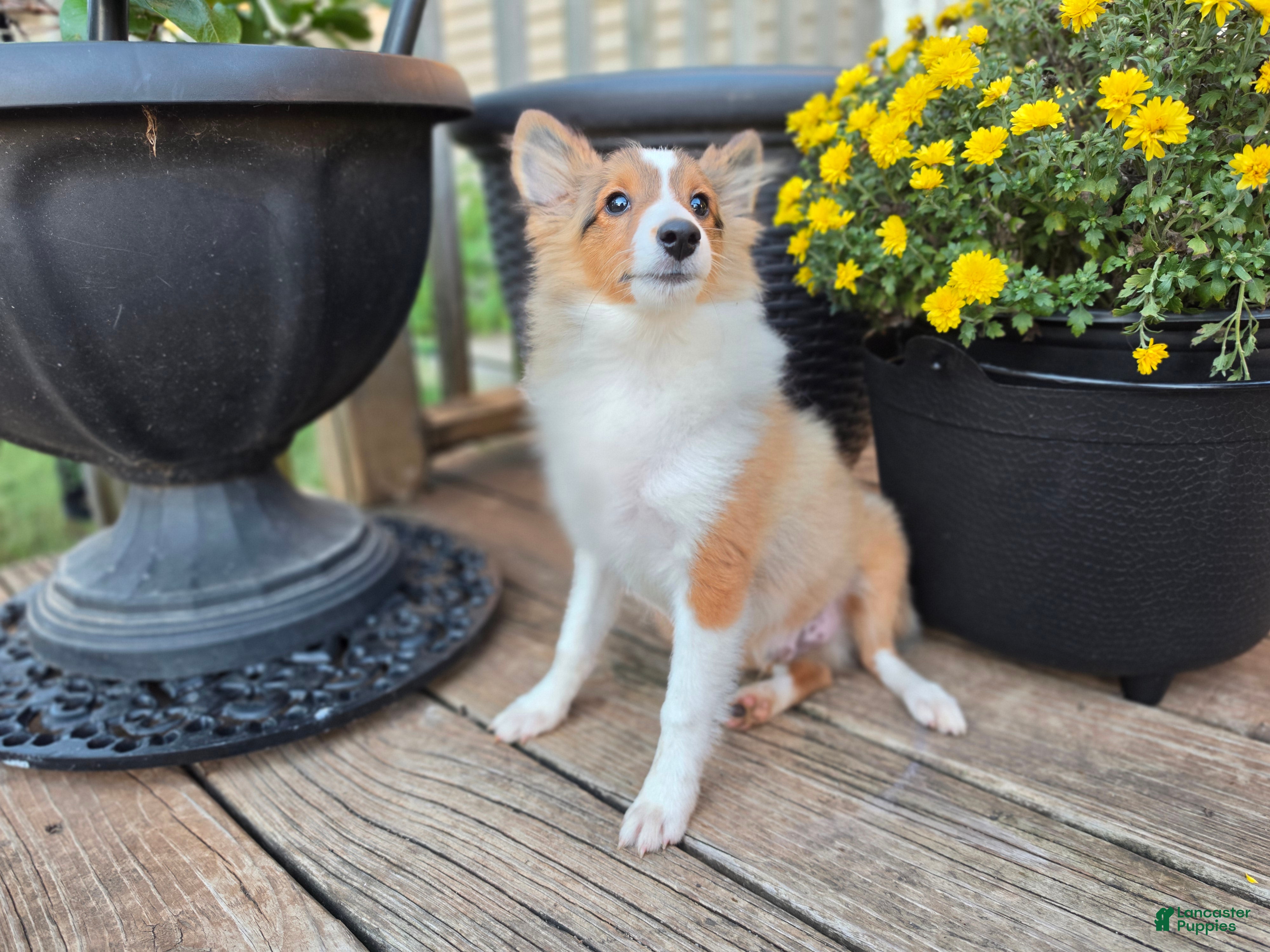 Shetland Sheepdog dogs for sale: Keene  - Ad 12