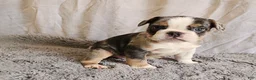 Mixed Breed dogs for sale: Mini Blue Bulldog - Ad 2