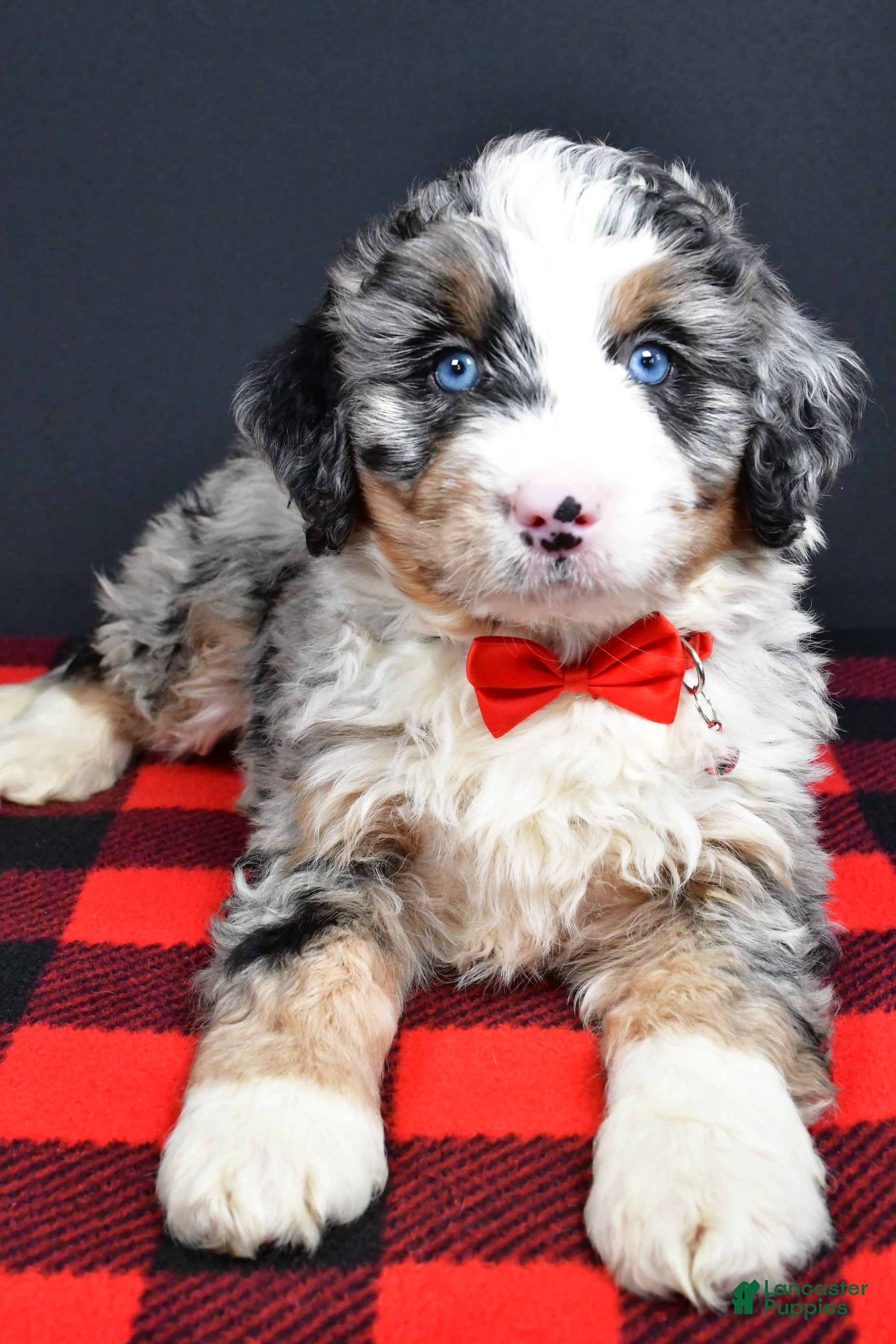 Mini Bernedoodle dogs Bobby - Ad 2