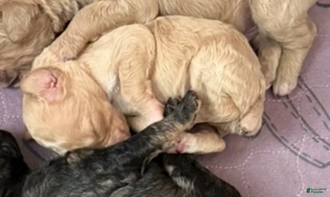 Standard Poodle dogs for sale: Standard Poodle Puppy 6 - Ad 2