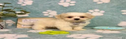 Malshi dogs for sale: Milo - Ad 5