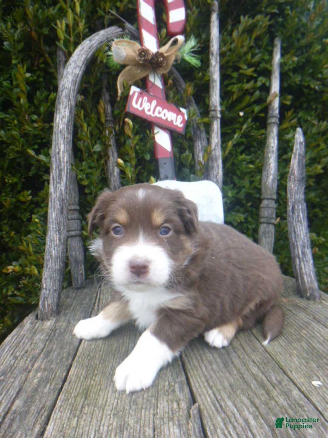 Miniature Australian Shepherd dogs for sale: Nikki - Ad 4