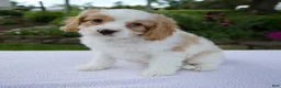 Cavapoo dogs for sale: Dash - Ad 5