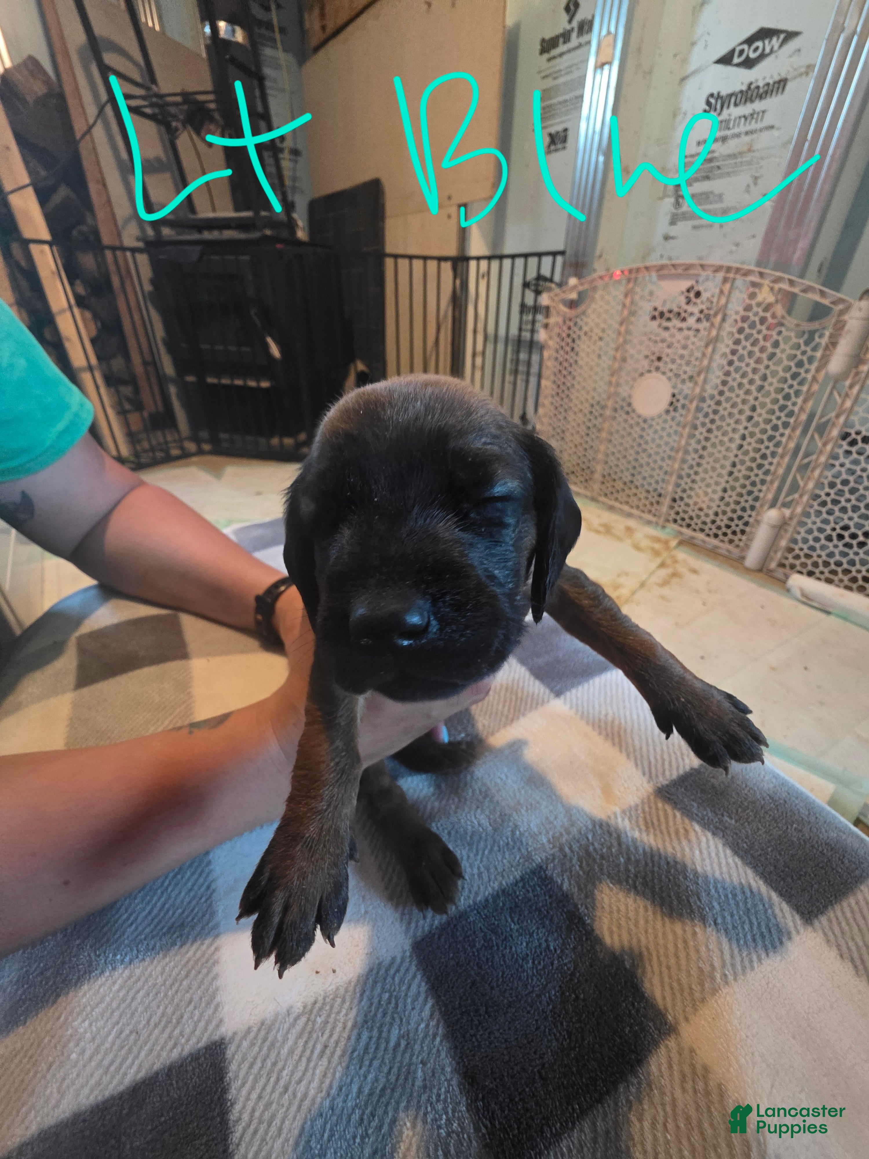 Other breed dogs Bavarian Mountain Scent Hound Light Blue Female Puppy - Ad 17