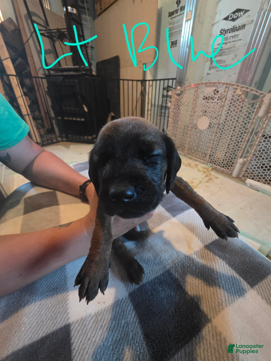 Other breed dogs for sale: Bavarian Mountain Scent Hound Light Blue Female Puppy - Ad 1