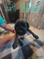 Bavarian Mountain Scent Hound Light Blue Female Puppy