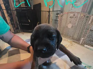 Other breed dogs Bavarian Mountain Scent Hound Light Blue Female Puppy - Ad 17