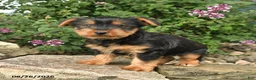 Yorkshire Terrier dogs for sale: Cisco - Ad 2