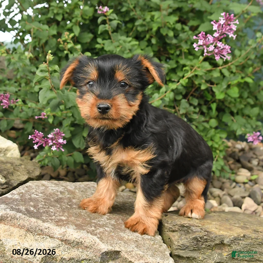 Yorkshire Terrier dogs for sale: Cisco - Ad 2