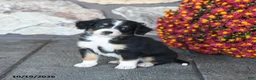 Mini Bernedoodle dogs for sale: Teddy - Ad 2