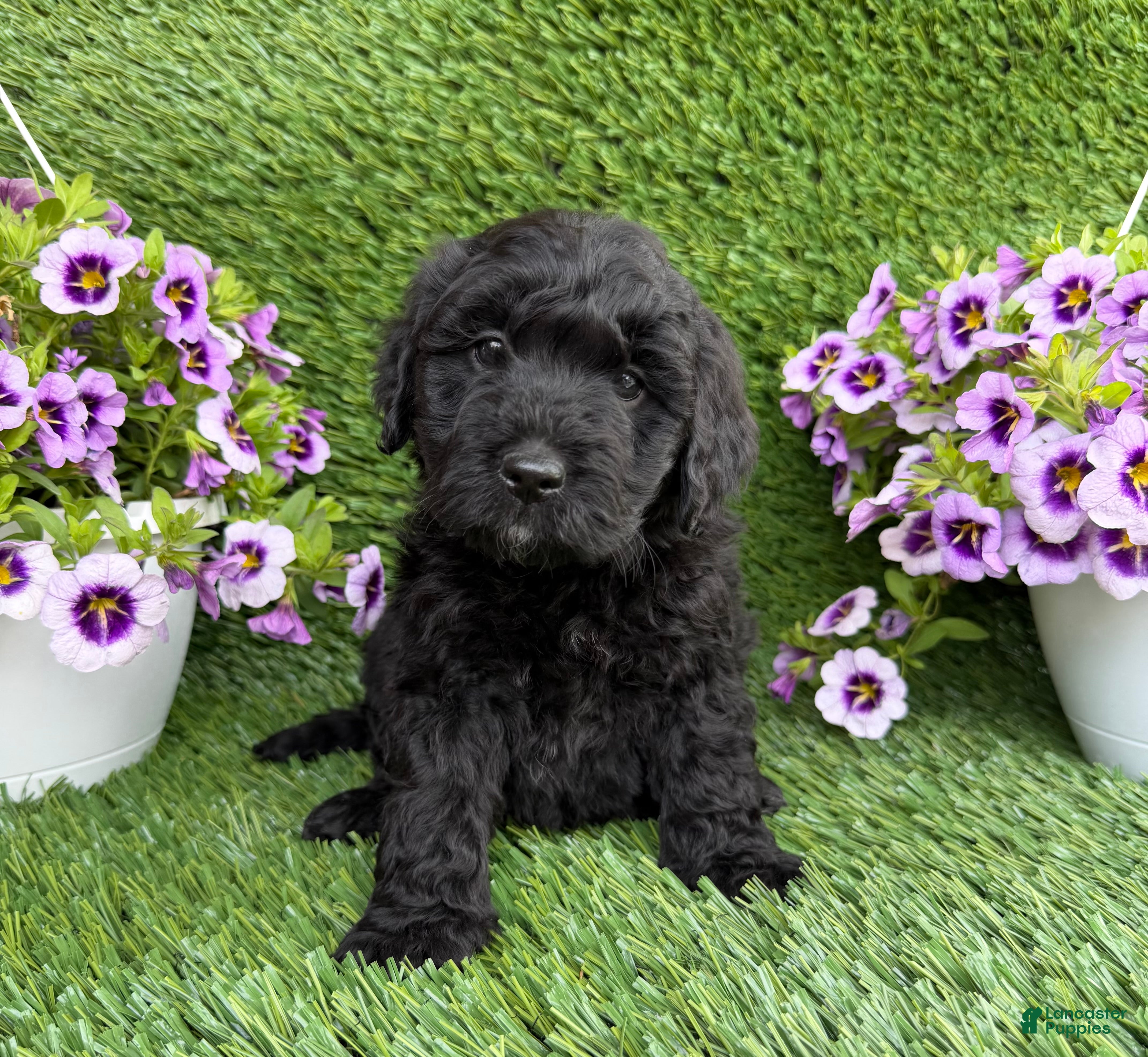 Mini Goldendoodle dogs Arlo - Ad 1