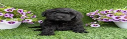 Mini Goldendoodle dogs for sale: Arlo - Ad 1