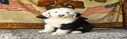 Old English Sheepdog dogs for sale: Violet - Ad 3