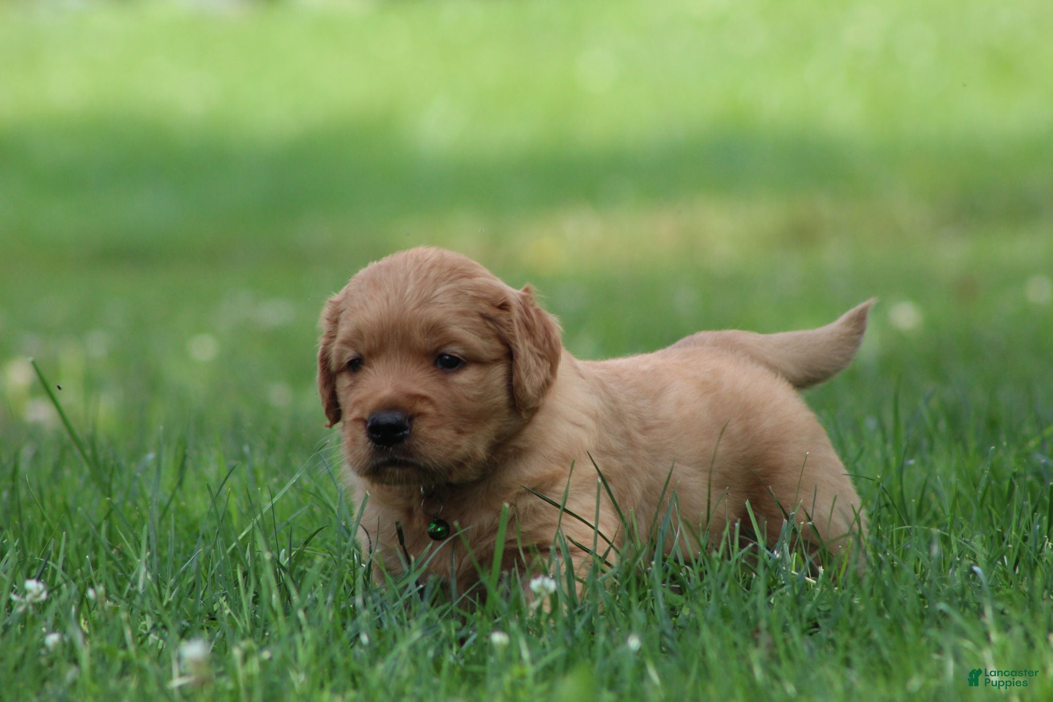 Golden Retriever dogs Oliver - Ad 1