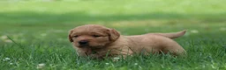 Golden Retriever dogs for sale: Oliver - Ad 1