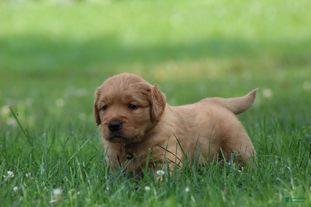 Golden Retriever dogs for sale: Oliver - Ad 1