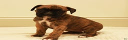 Boxer dogs for sale: Bessi - Ad 1