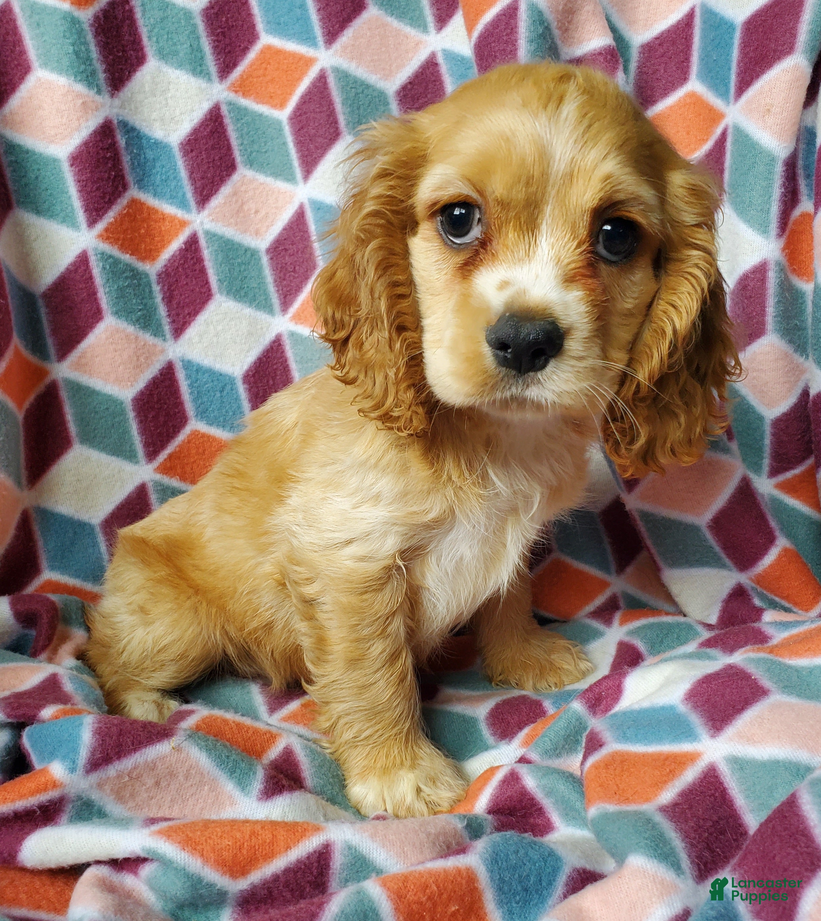 Cocker Spaniel dogs Cooper - Ad 1