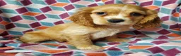 Cocker Spaniel dogs for sale: Cooper - Ad 5