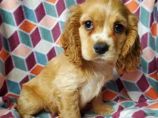 Cocker Spaniel dogs for sale: Cooper - Ad 3