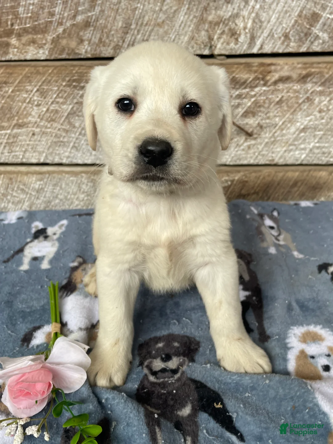 Labrador Retriever dogs for sale: Apollo - Ad 2