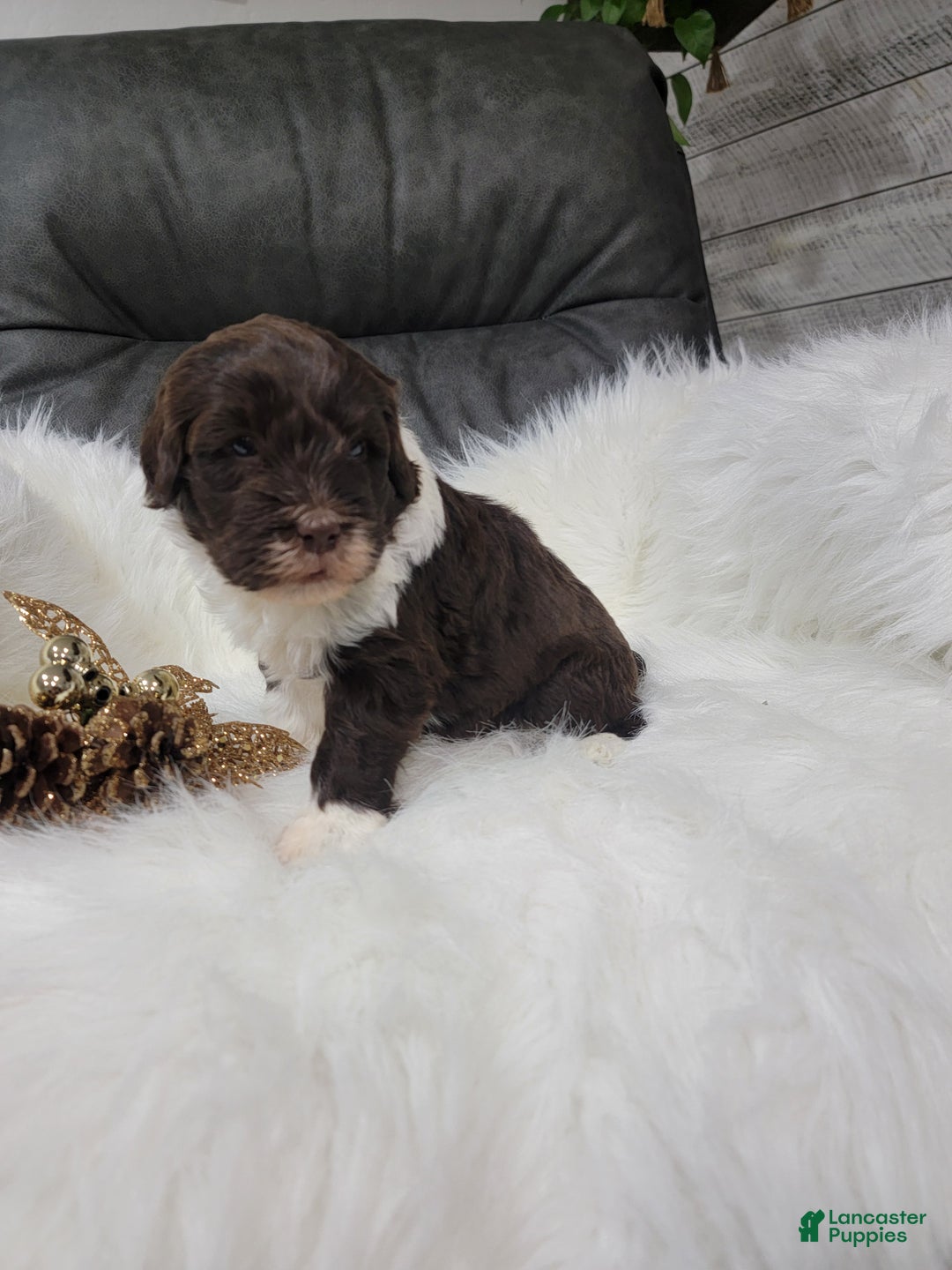 Portuguese Water Dog dogs for sale: Dasher - Ad 3