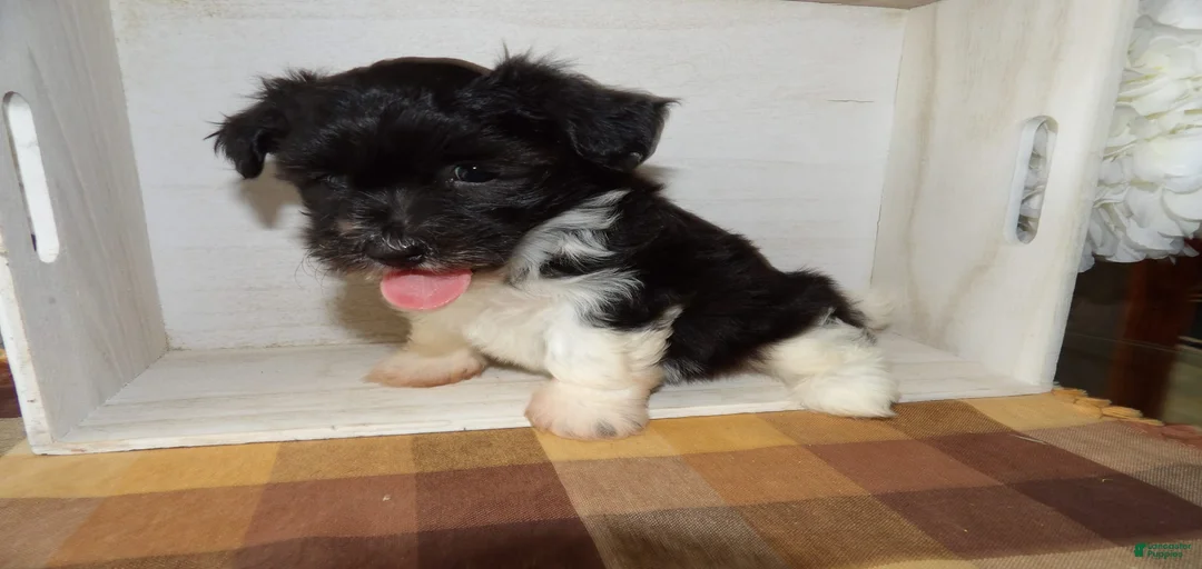 Gallery Image {{count}}