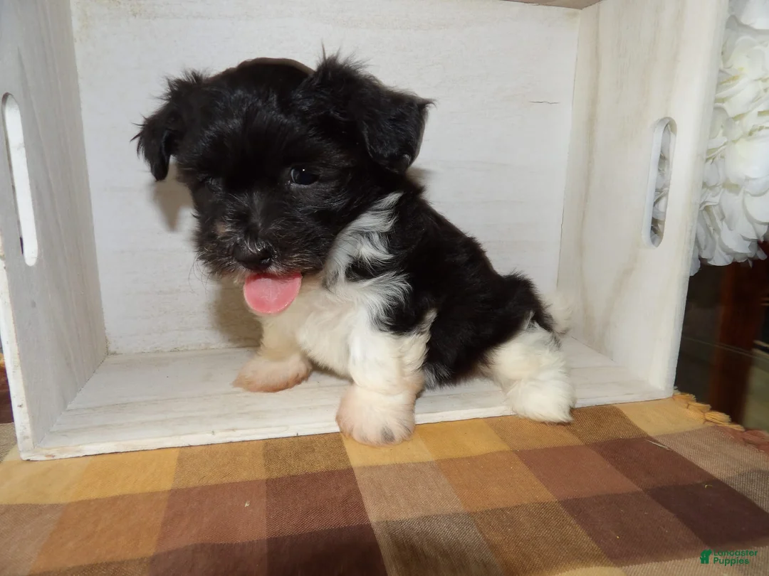 Gallery Image {{count}}