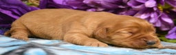Golden Retriever dogs for sale: Golden Retriever Puppy 8 Gwen - Ad 2