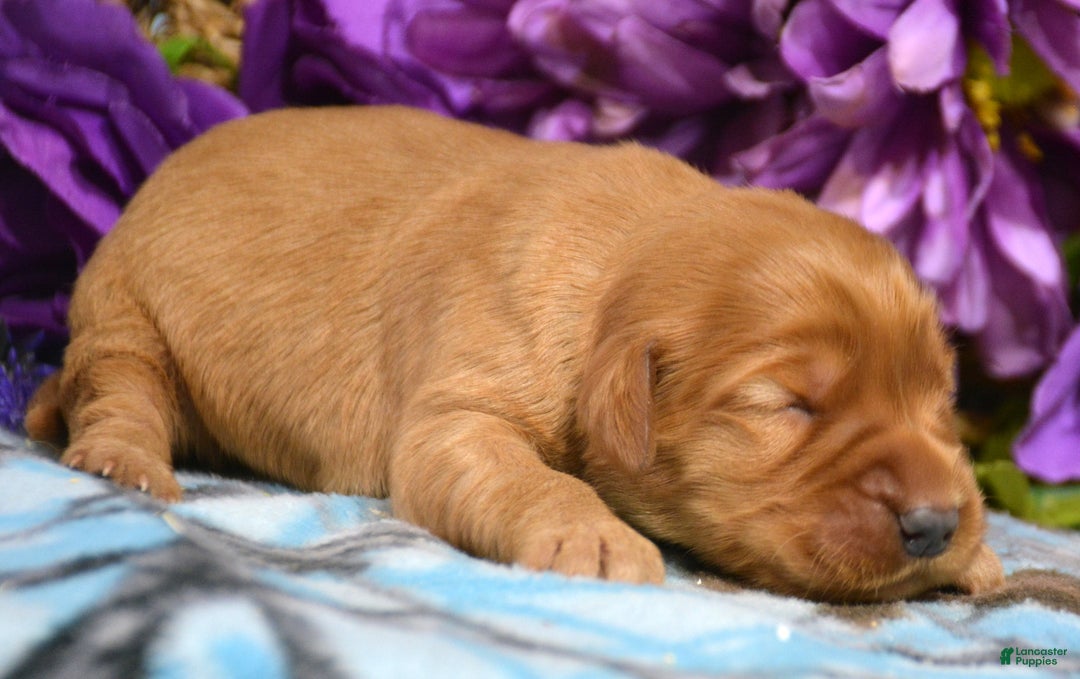 Golden Retriever dogs for sale: Golden Retriever Puppy 8 Gwen - Ad 2