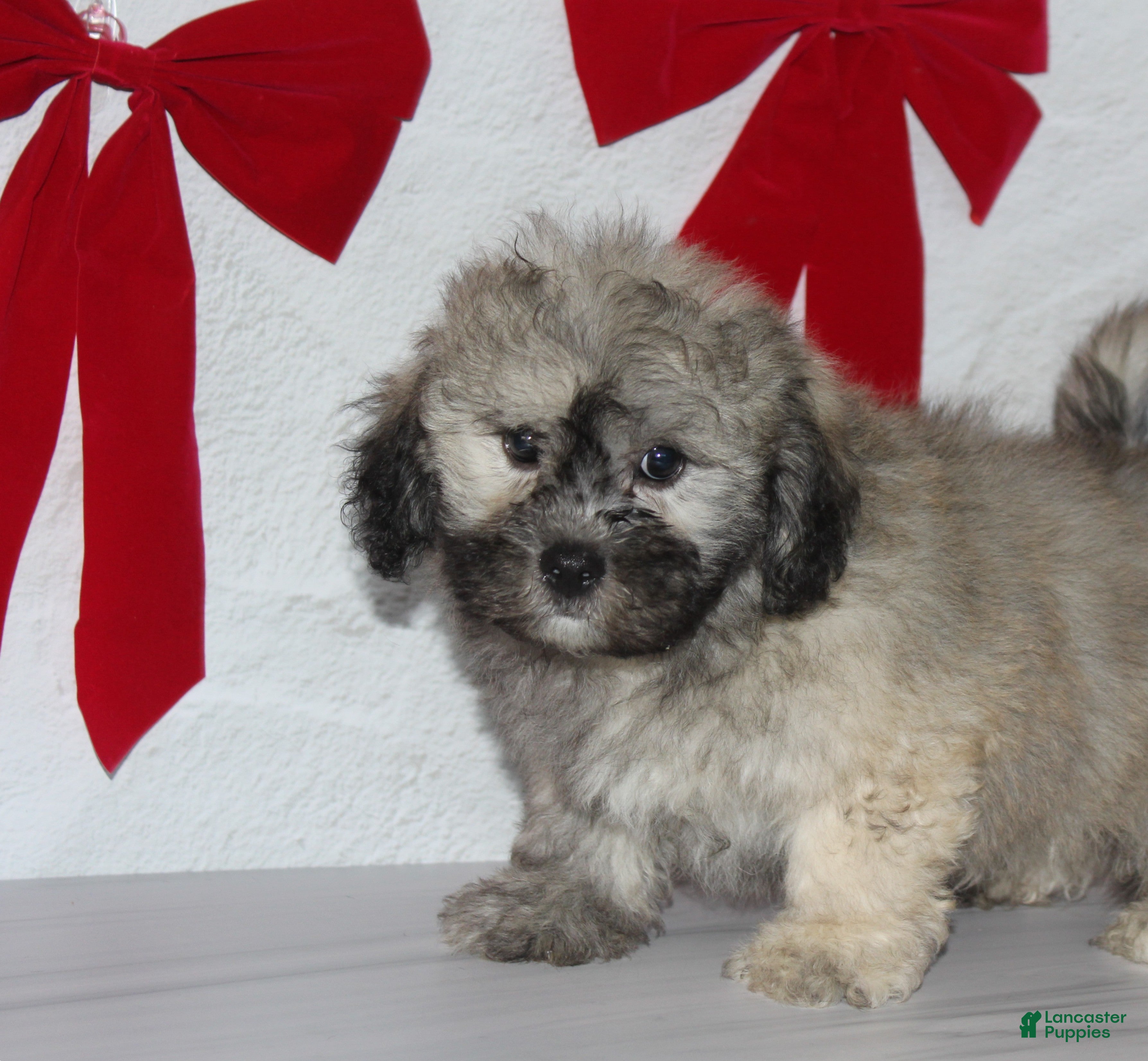 Teddy Bear dogs for sale: Remy  - Ad 1
