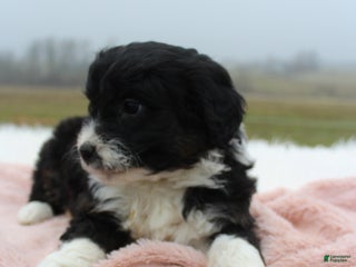Mini Aussiedoodle dogs Mini Aussiedoodle Puppy 5 - Ad 2