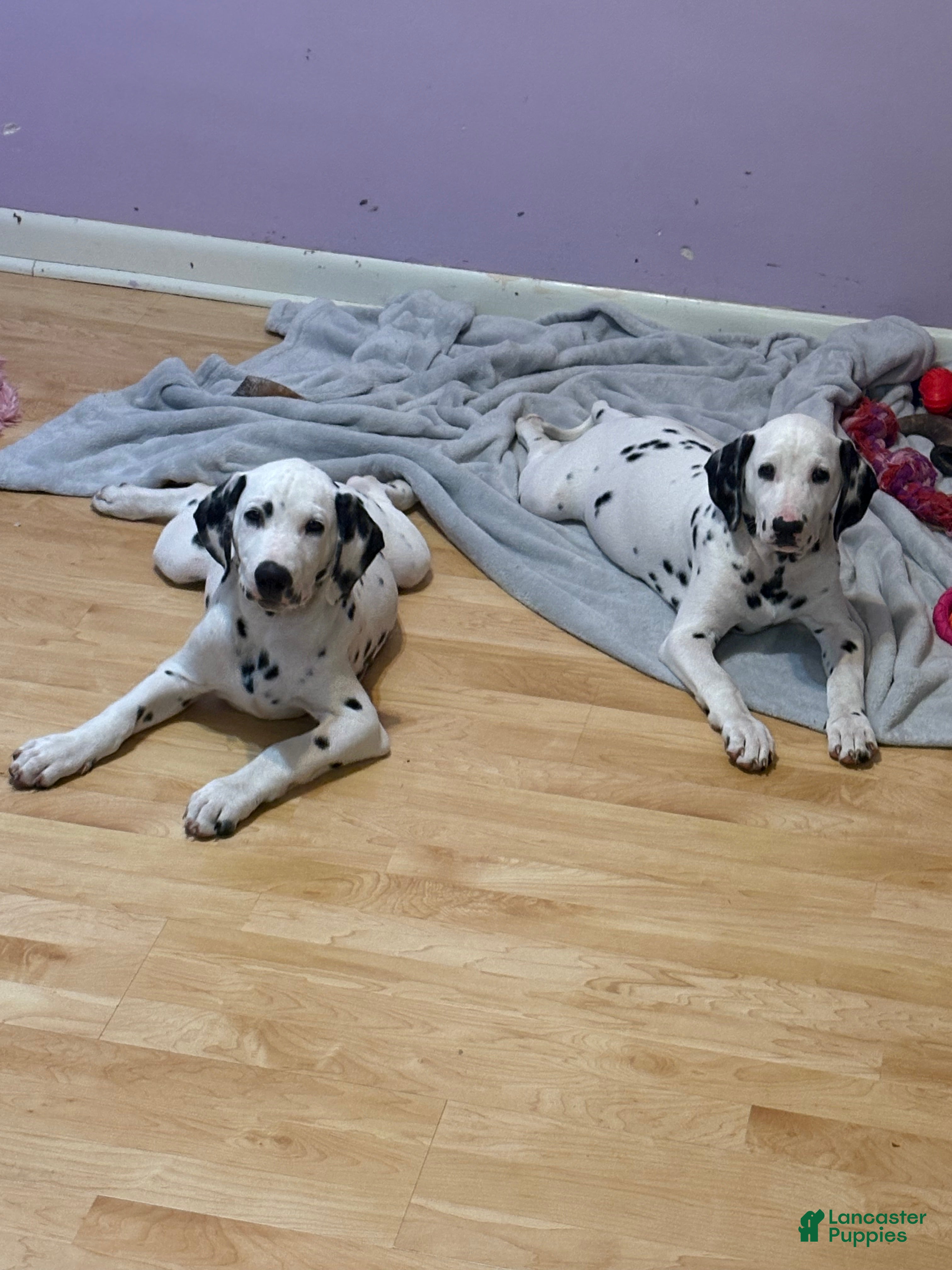 Dalmatian dogs Dalmatian 2 - Ad 21