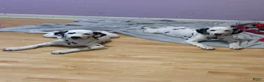 Dalmatian 2