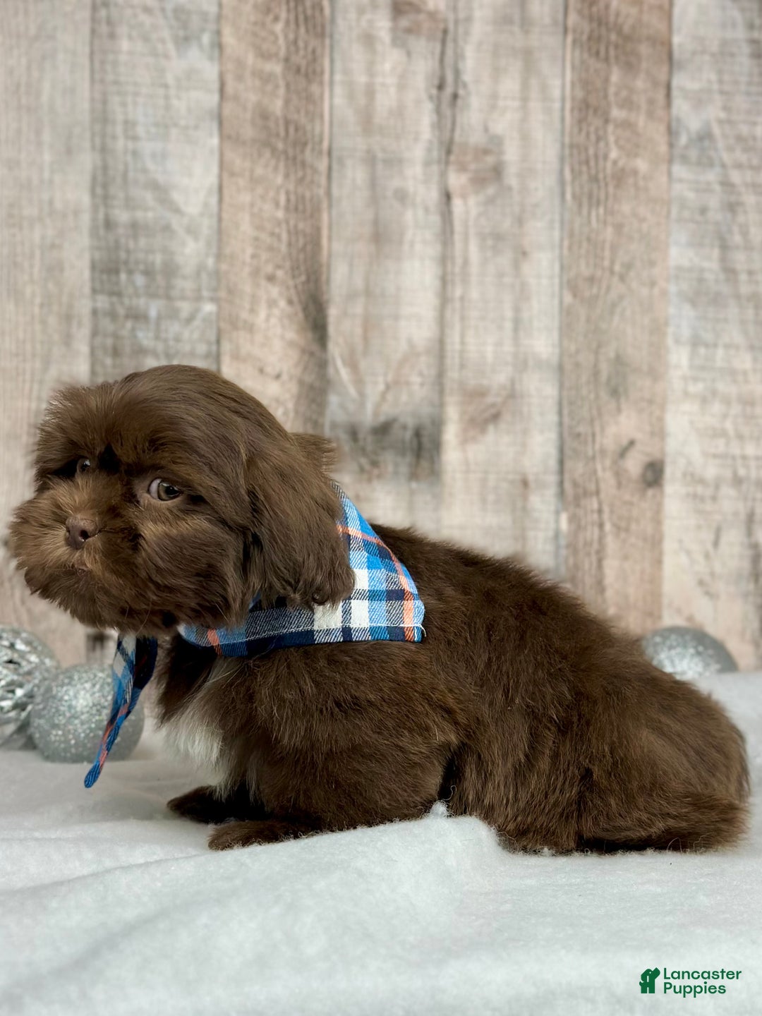 Shih Tzu dogs for sale: Hudson - Ad 2