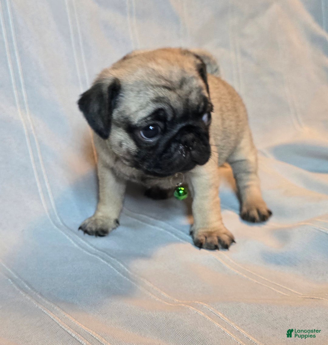Pug dogs for sale: Francine - Ad 4