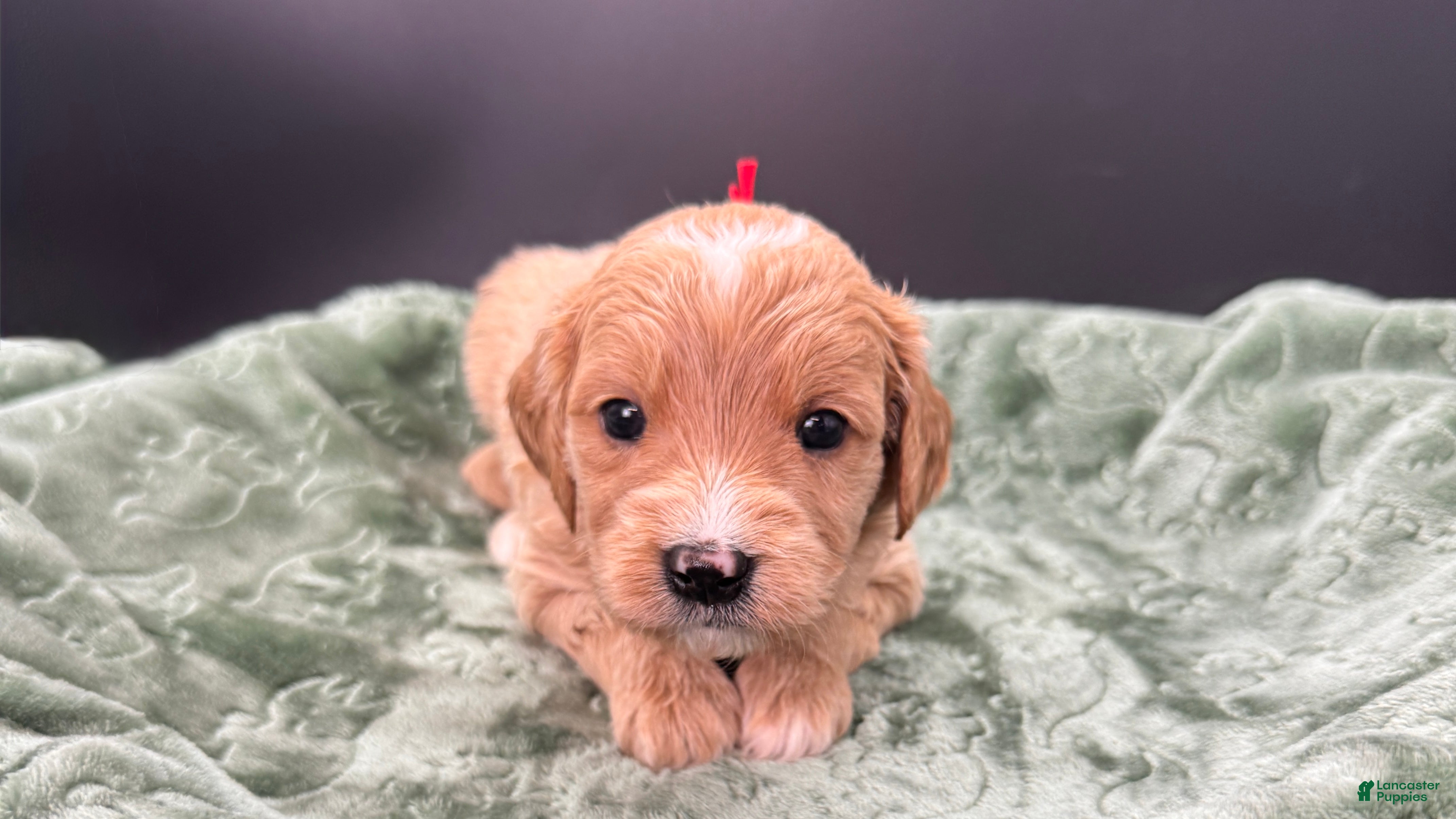 Mini Goldendoodle dogs Winston F One - Ad 5