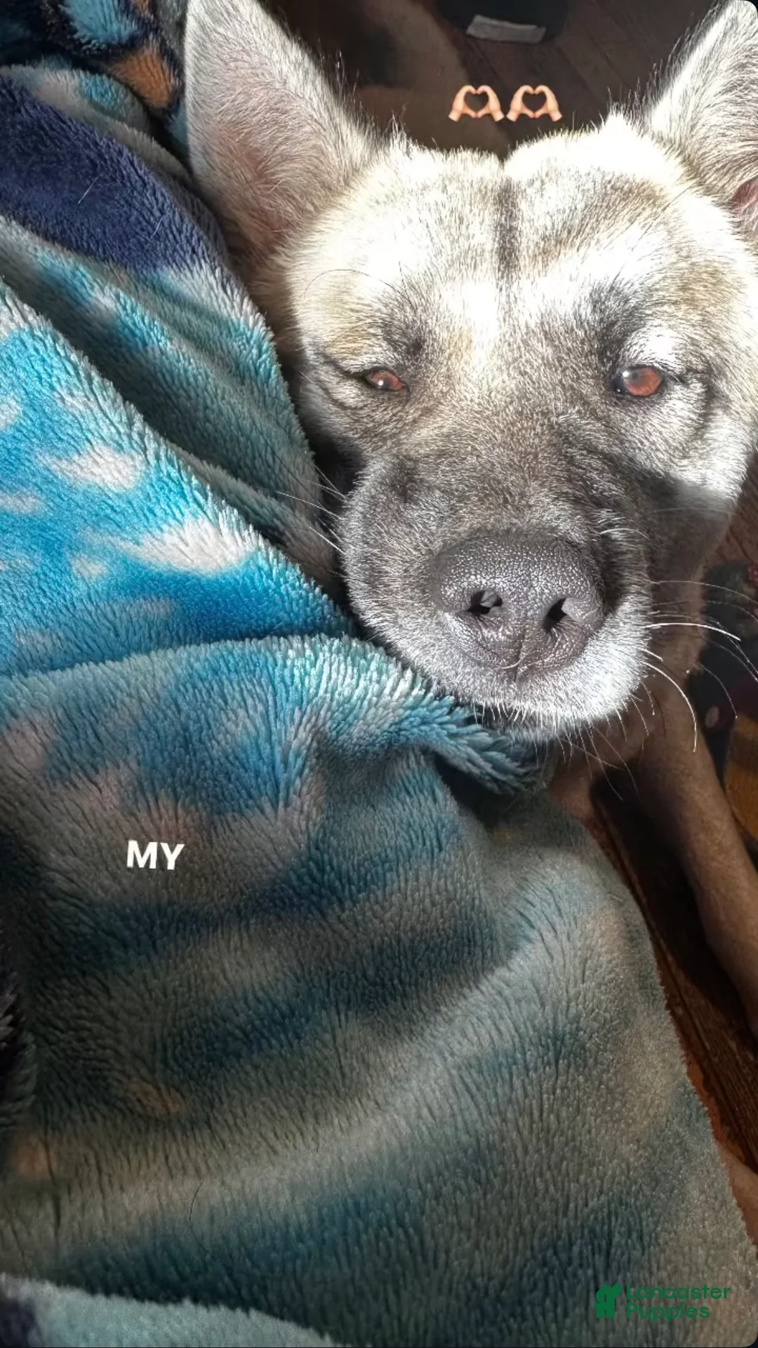 Mixed Breed dogs for sale: huskita puppies - Ad 1