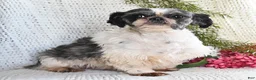 Shih Tzu dogs for sale: Lucky - Ad 7
