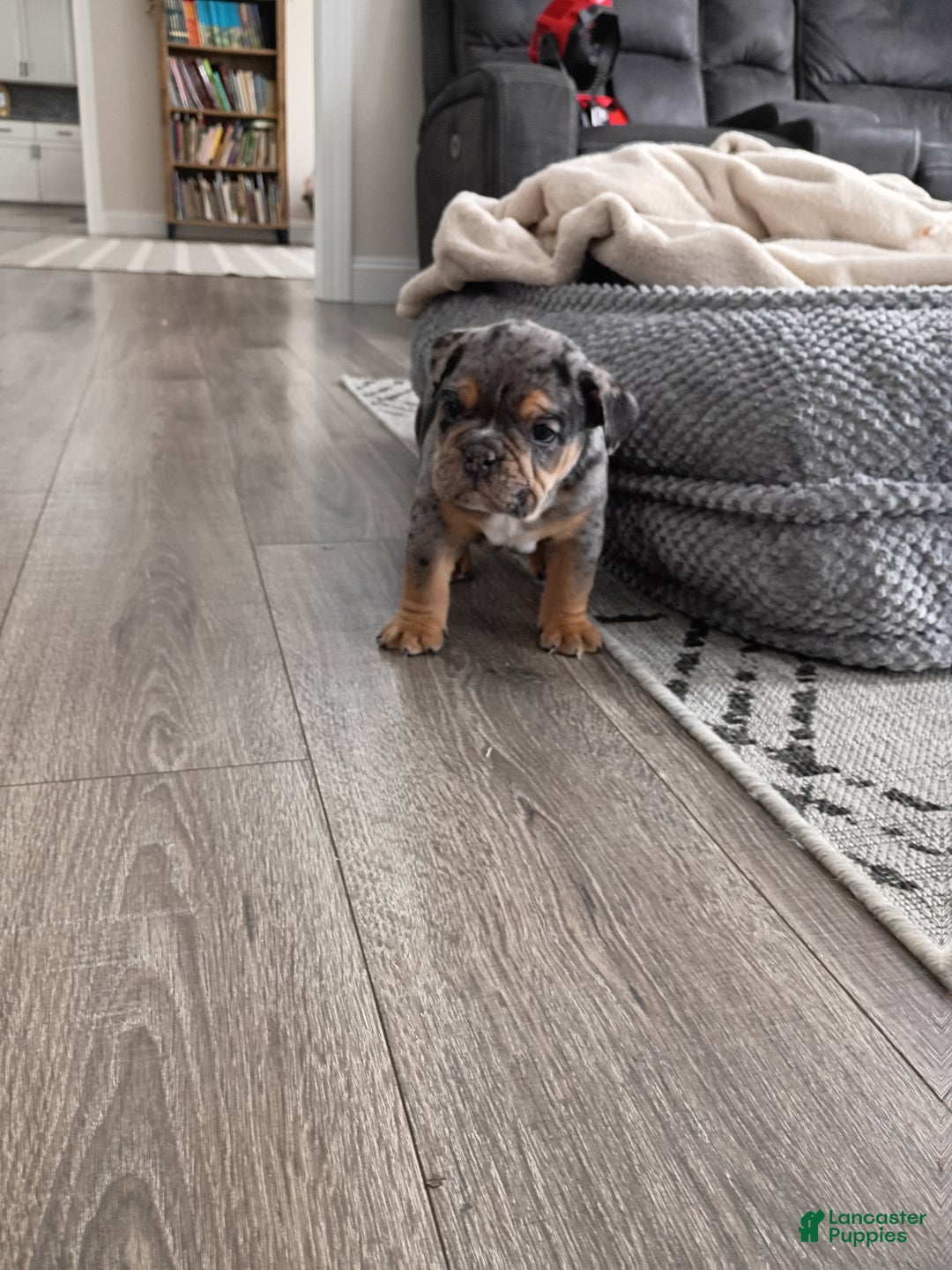 Olde English Bulldogge dogs for sale: Olde English Bulldogge Puppy 1 - Ad 4