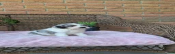 Cockapoo dogs for sale: Annie - Ad 8