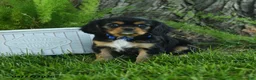 Cavalier King Charles Spaniel dogs for sale: Lincoln - Ad 2