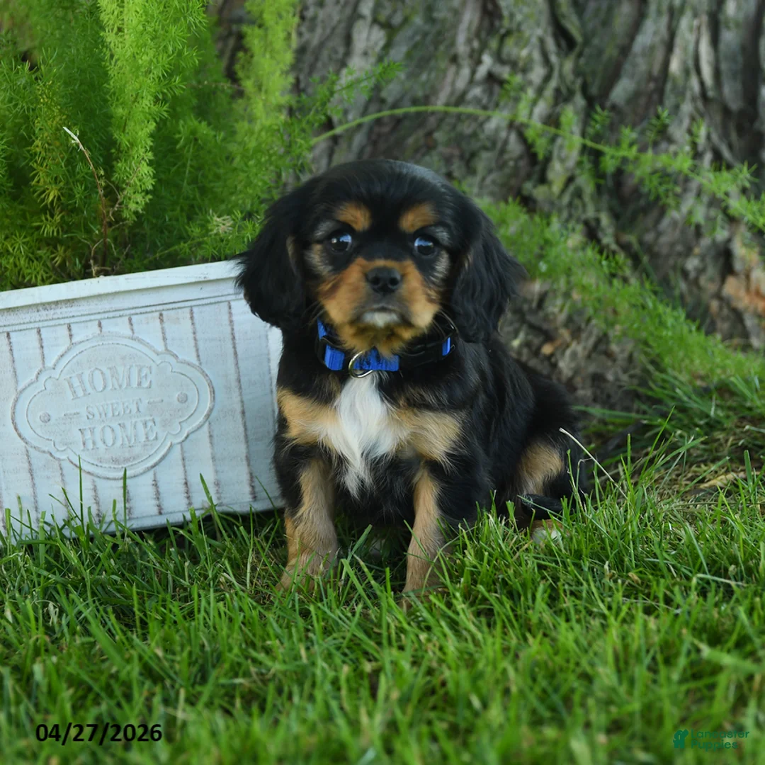 Cavalier King Charles Spaniel dogs for sale: Lincoln - Ad 2