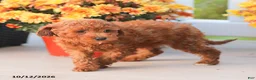 Miniature Poodle dogs for sale: Liam - Ad 5